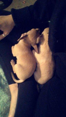 Teacup chihuahuas for sale!!