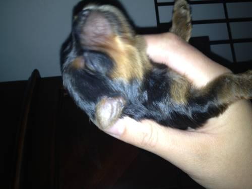 teacup female yorkie puppy wanted