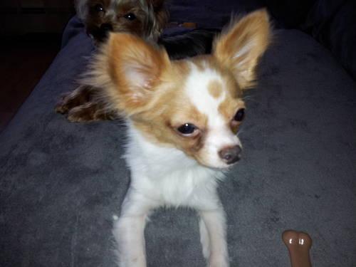 Teacup Long Hair Chihuahua for Sale