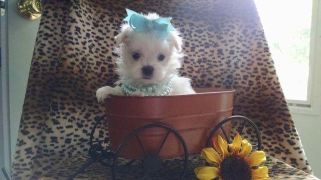 teacup male Maltese puppy