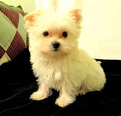 Teacup Morkie Male ( all white )