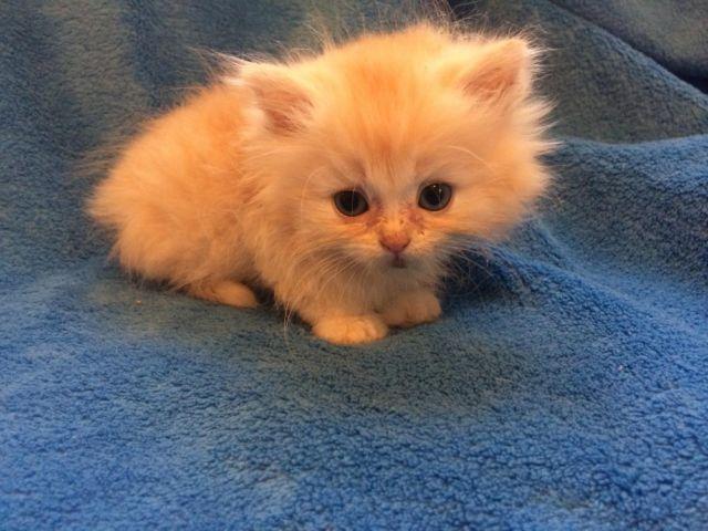 Teacup Persian kitten