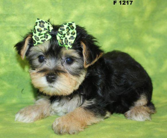 Teacup & Toy Morkie Puppies for sale in New York...Call Us