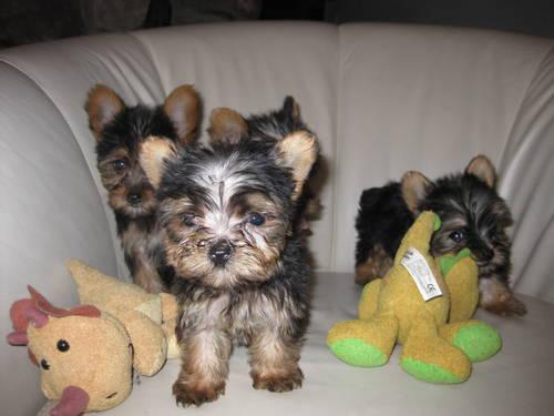 Teacup/Toy Yorkshire Terrier Puppies