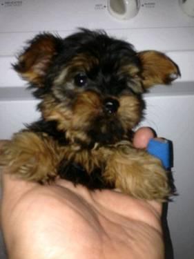 Teacup yorkie male for sale...