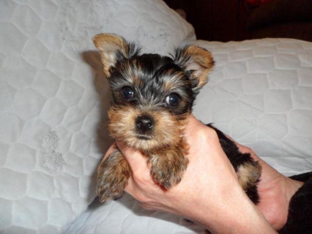 Teacup Yorkshire Terrier Puppies for adoption