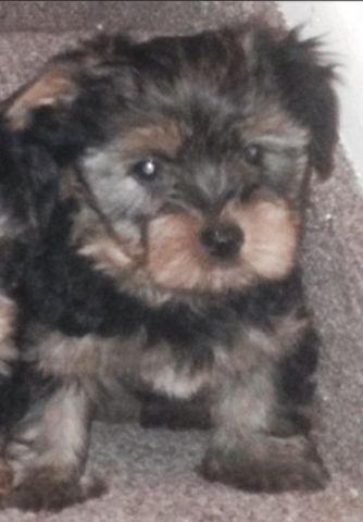 Teddy Bear Yorkies 2 males left registered and vaccinated to date !