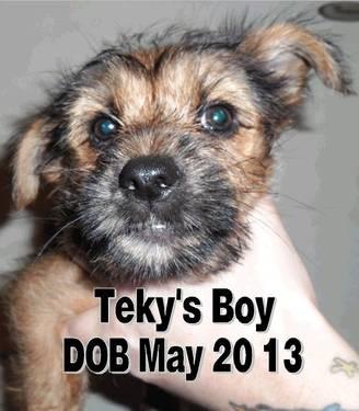 Teky's Boy dob May 10 13