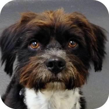 Terrier - Baxter - Small - Adult - Male - Dog
