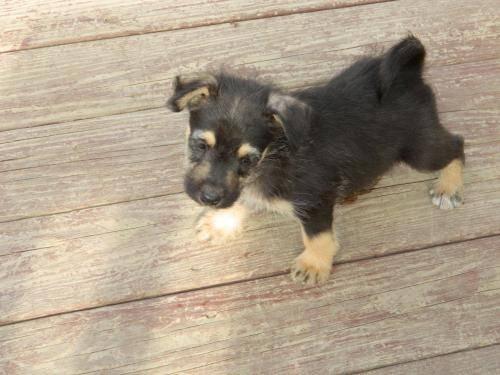 Terrier - Gandolph ~pending~ - Small - Baby - Male - Dog