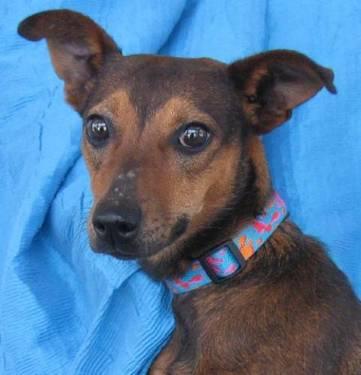 Terrier - Lily Day - Medium - Young - Female - Dog