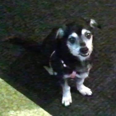 Terrier - Matilda - Small - Senior - Female - Dog