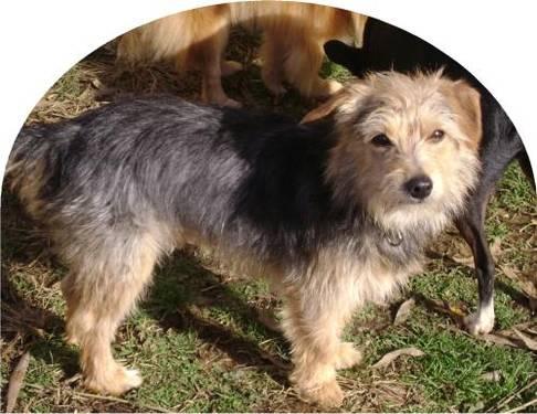 Terrier - Scotty - Small - Young - Male - Dog