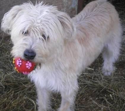 Terrier - Tramp - Small - Young - Male - Dog