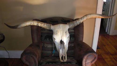 Texas Long Horn Skull
