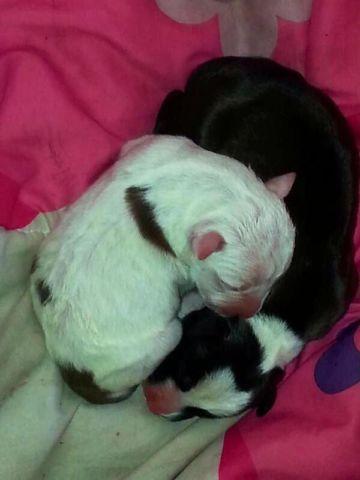 Thanksgiving amstaff puppies going fast