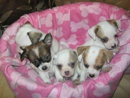 The Sweetest Chihuahua Babies Ever! - in Connecticut-$550