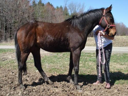 Thoroughbred - Annie - Extra Large - Young - Female - Horse