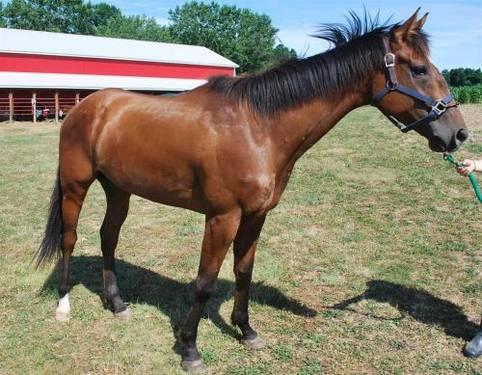 Thoroughbred - Calvin - Large - Adult - Male - Horse