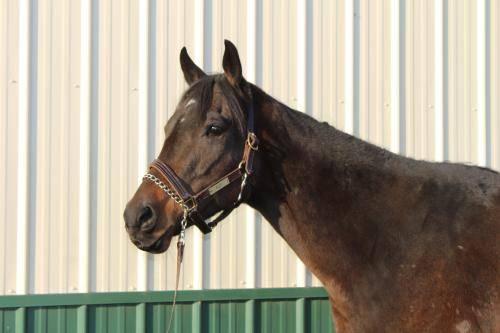 Thoroughbred - Dance Cocoa Dance - Large - Young - Female