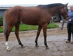 Thoroughbred - Helyna's Dreaming - Large - Young - Female