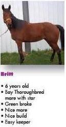 Thoroughbred - Horses For Adoption - Extra Large - Adult