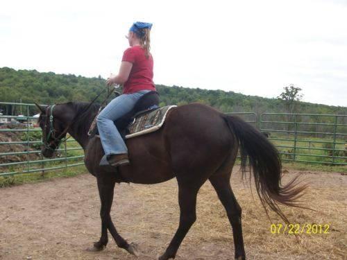Thoroughbred - Horses For Adoption - Extra Large - Adult