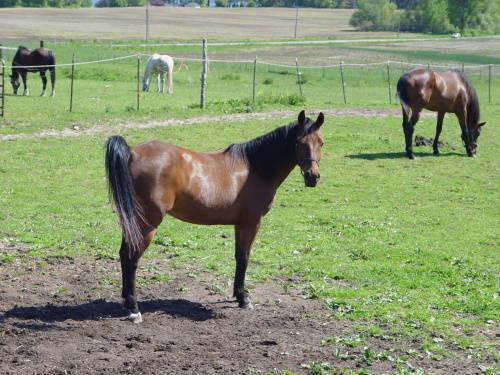 Thoroughbred - Lizzy - Large - Adult - Female - Horse