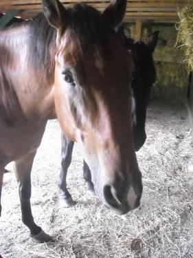 Thoroughbred - Monty (montana) - Large - Young - Male - Horse