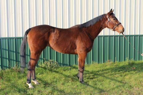 Thoroughbred - Rapide One - Large - Young - Male - Horse