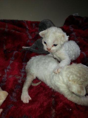 Three Devon Rex Kittens Born 8/4 Ready mid October