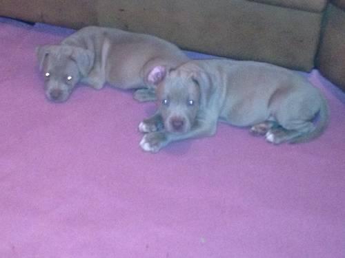 Three Red Nose Pit bull to Good Home