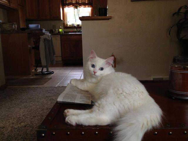 TICA Blue Eyed White Female Ragdoll Kitten