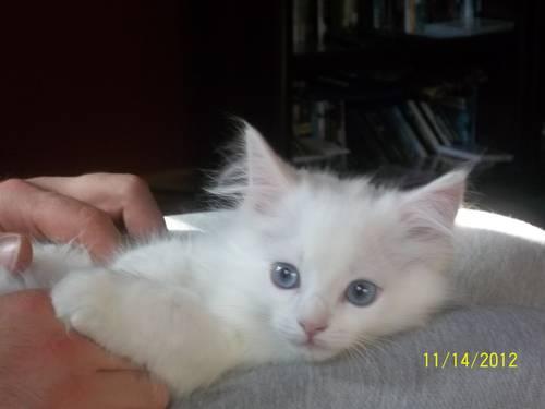 TICA Blue Eyed White Male Ragdoll Kitten