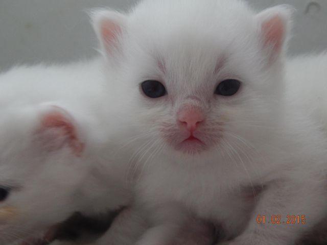 TICA Blue Eyed White Ragdoll Kittens