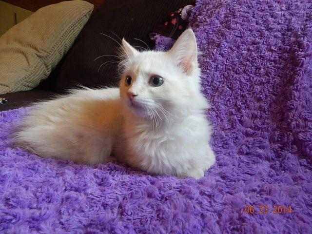 TICA Cream Mink Male Ragdoll Kitten
