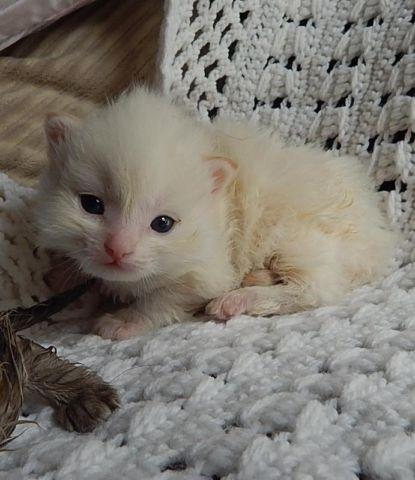TICA Flame Mitted Male Ragdoll Kitten