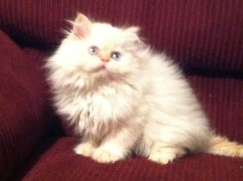 TICA Ragdoll Kittens-Accepting 2014 Reservations!