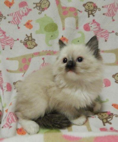 TICA Seal Mitted Ragdoll Kitten Ready for Christmas!