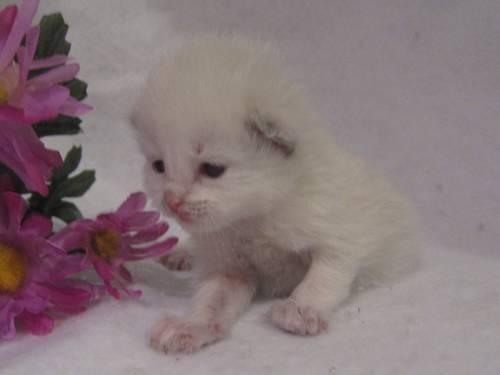 TICA Traditional (Blue Eyes ) Seal Mitted 