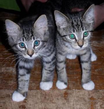 Tiger - Connor & Cassidy - Medium - Baby - Male - Cat