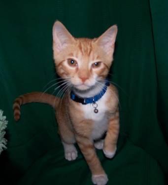 Tiger - Greg (the Brady Bunch) - Small - Young - Male - Cat
