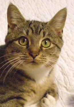Tiger - Lily Marie - Medium - Young - Female - Cat
