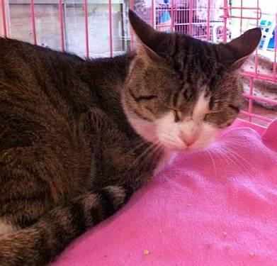 Tiger - Miss Meow - Medium - Young - Female - Cat
