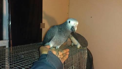 timneh african grey parrot