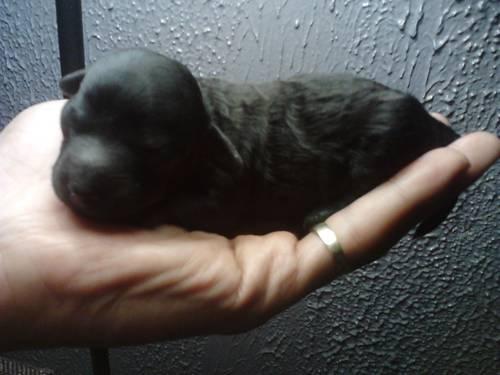 TINY 2 MONTHS BLACK TOY POODLE FOR SALE.