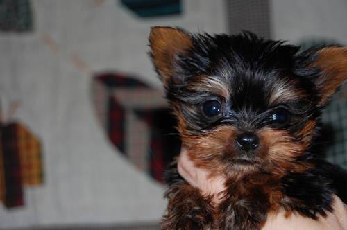 Tiny AKC Yorkshire Terrier Male