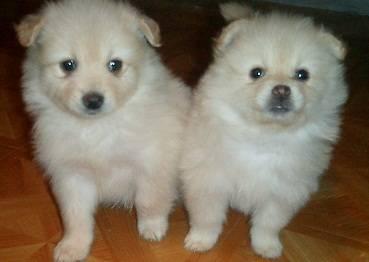 Tiny Cream Pomeranian Puppies - 8 weeks old