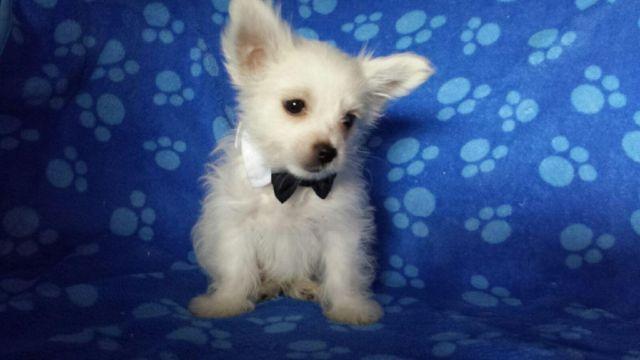 Tiny is a rare colored AKC purse puppy (sale priced)