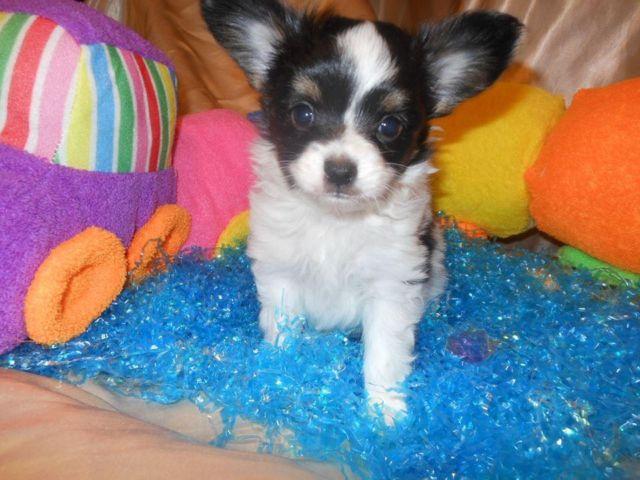 TINY Papillon PUPPY male READY FOR CHRISTMAS!